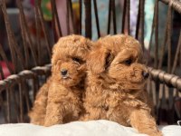 Toy Poodle güzellikler