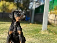 A kalite King Doberman Safkan Dişi Ve Erkek