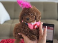 Süslü Toy Poodle bebeğim