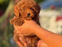 2 Aylık erkek POODLE