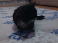 Dünyalar tatlısı kedimiz