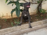 CANE CORSO 7.5 AYLIK ERKEK AŞILARI KARNESİ VE CHİPLİ