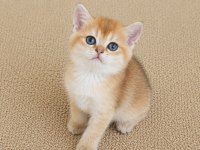 Show Kalite British Shorthair Golden Erkek Yavru Kedimiz