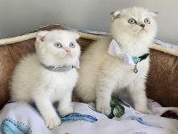 A kalite blue point scottish fold