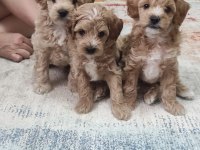 Erkek maltipoo