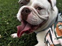 English Bulldog Egzotik Tri Merle