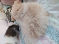 1.5 aylık pomeranian ayı surat sarı tüylü