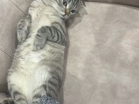 Canım British shorthair Oğlum Pabloya kalıcı yuva arıyoruz