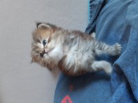 Chinchilla yavru kedim yeni yuvasını arıyor