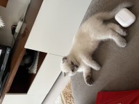 Scottish Fold Blue Point