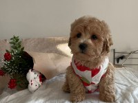 SEVİMLİ MALTİPOO YAVRULARIMIZ
