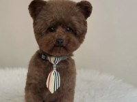 Toy poodle yavru