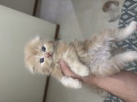 Scottish Fold Longhair