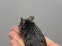 Lab - Rat - Dumbo Rat - Panda Mice Adrese Teslim Mevcut