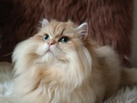 British longhair by1133