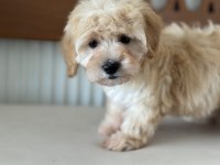 Petmode köpek çiftliğinde ziyarete açık maltipoo
