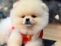 Ayı surat pomeranian bebekler
