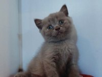 Sevimli british shorthair yavrularımız yeni yuvasını arıyor