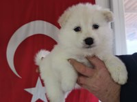 Samoyed yavrularımız