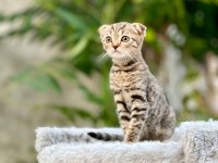 Scottish Fold Yavrularımız