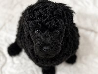 Nadir renk siyah poodle