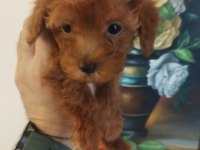 RED BROWN ÜST KALİTE TOY POODLE KOREKAN YAVRULAR
