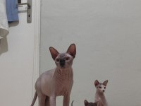 Sphynx home old eyesler