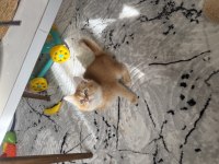 Gold yavru british shorthair