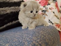 Yavru british shorthair