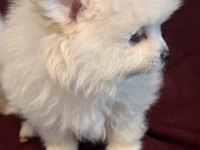 Yeni evlerine gitmeye hazır köpekler