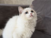 4.5 aylık şecereli show kalite ragdoll yavrusu