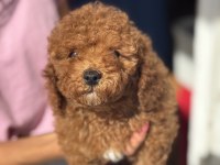 MİNİ BOY TOY POODLE KIZIMIZ