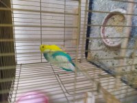 Muhabbet kuşu kendi üretimim