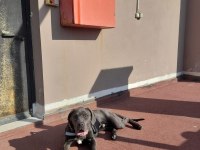 Cane corso blue 7 aylık erkek yavru