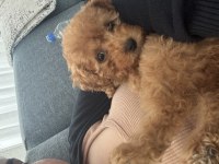 2 aylık dişi toy poodle