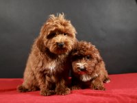 14 ŞUBAT DOĞUMLU MALTIPOO YAVRULAR