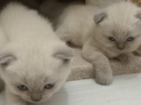 British Shorthair Blue Point
