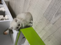 Kedilerimiz yeni yuvalarına gitmeye hazır