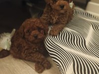 Oyuncak Surat Poodle Yavrular