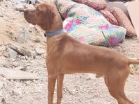 Pointer yavrular ve yetişkin pointer