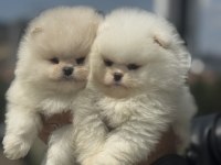 Petmode köpek çiftliğinde ziyarete açık pomeranian