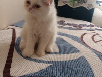 Safkan chinchilla ve british shorthair yavruları