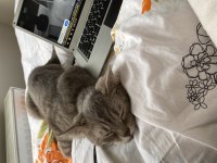 6 Aylık Dişi British Shorthair