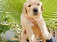 Golden Retriever Yavruları