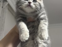 Güzeller GÜZELİMİZ Kedimiz