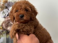 Orijinal toy poodle