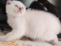 Scottish fold kedimiz