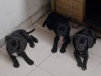 PARLAK VE ASIL RENK SİYAH CANE CORSO