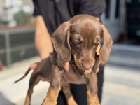 Petmode köpek çiftliğinden dachshund yavrumuz
