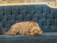 Maltipoo viski